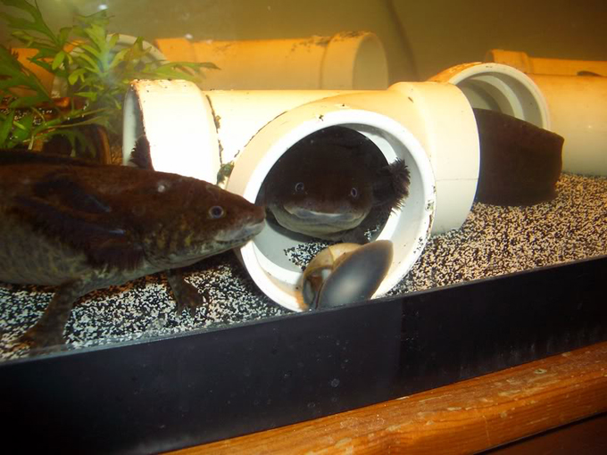 axolotl4.jpg