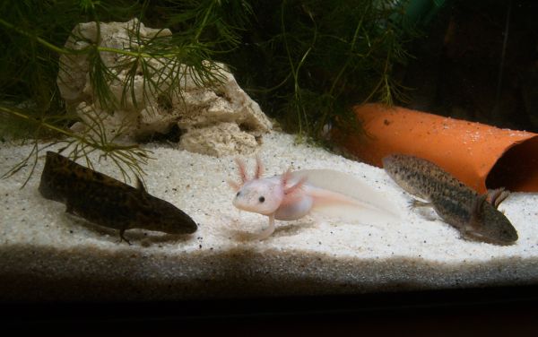 Axolotl_Babies_by_balorkin.jpg