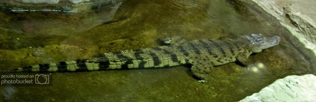 Crocodylusmindorensis-1.jpg