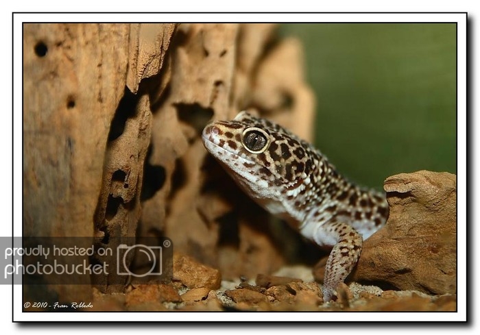 Gecko1_1.jpg