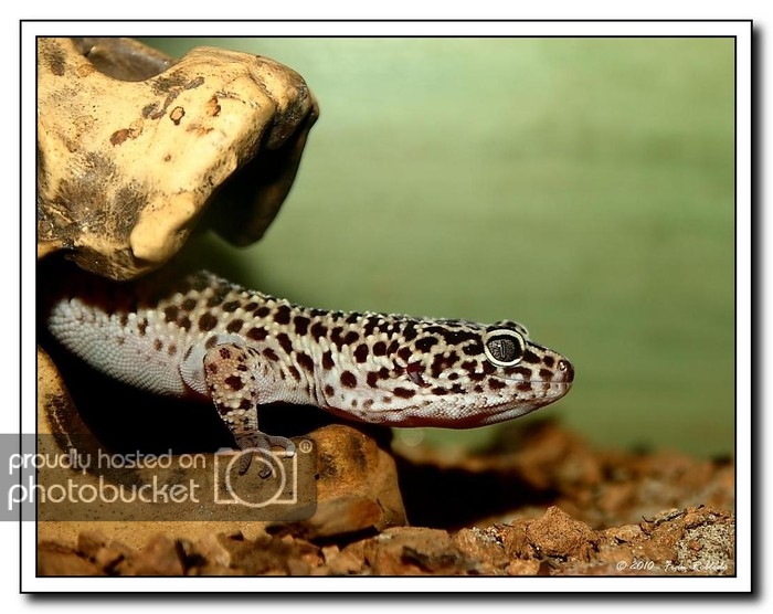 Gecko2_1.jpg