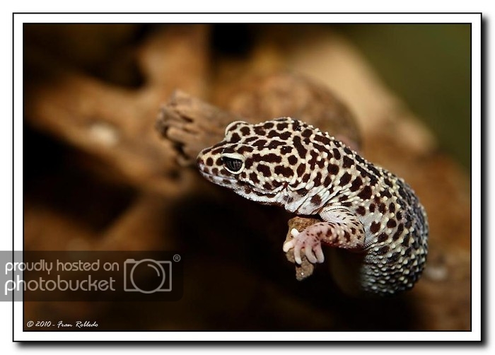 Gecko3_1.jpg