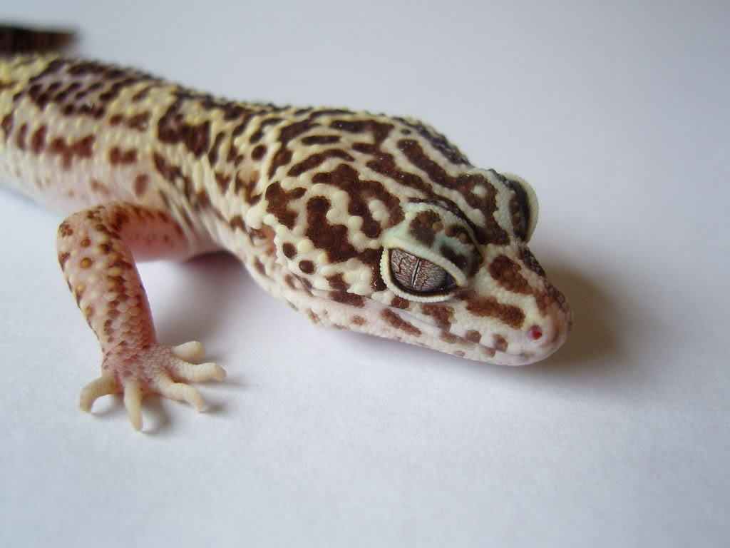 GeckoLeopardoAlbinoChocolaterostro.jpg
