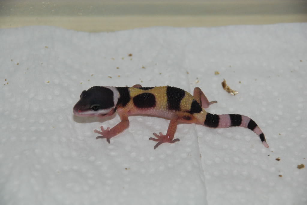 geckos09005.jpg
