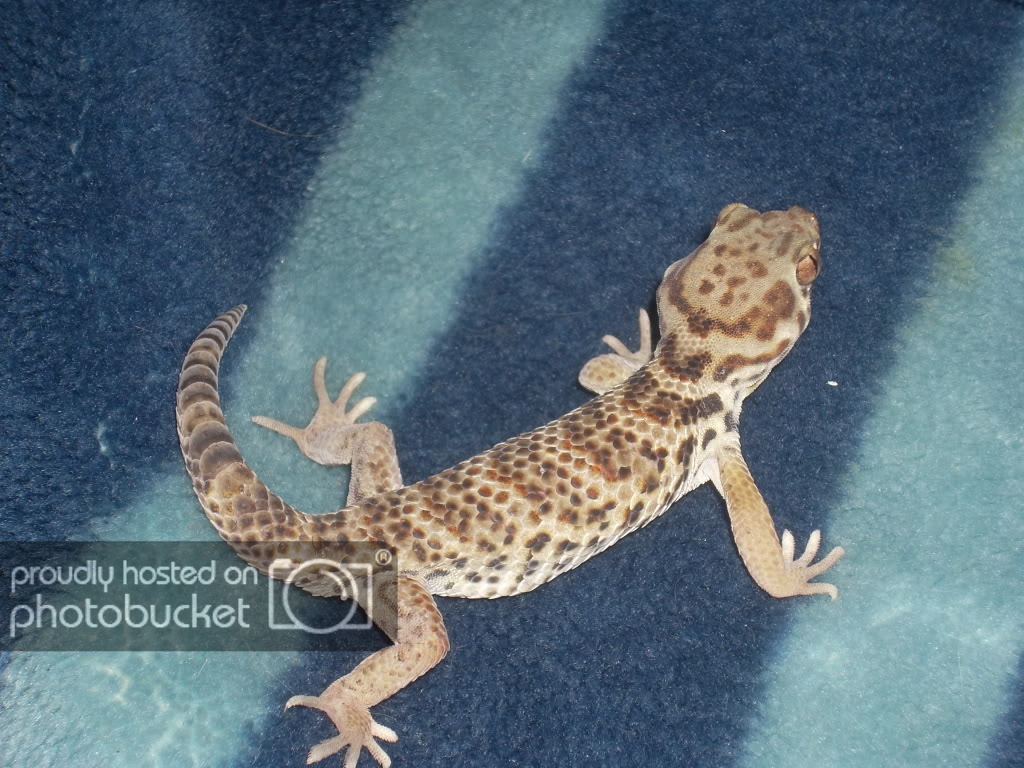 Gecko015.jpg