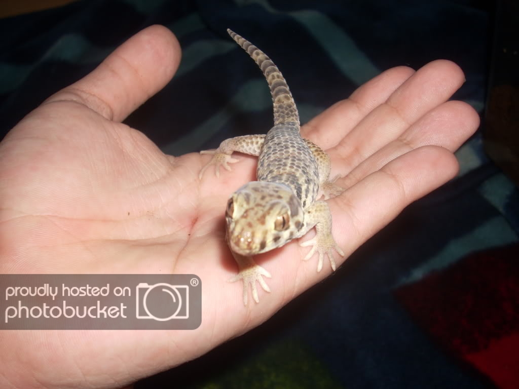 Gecko021.jpg