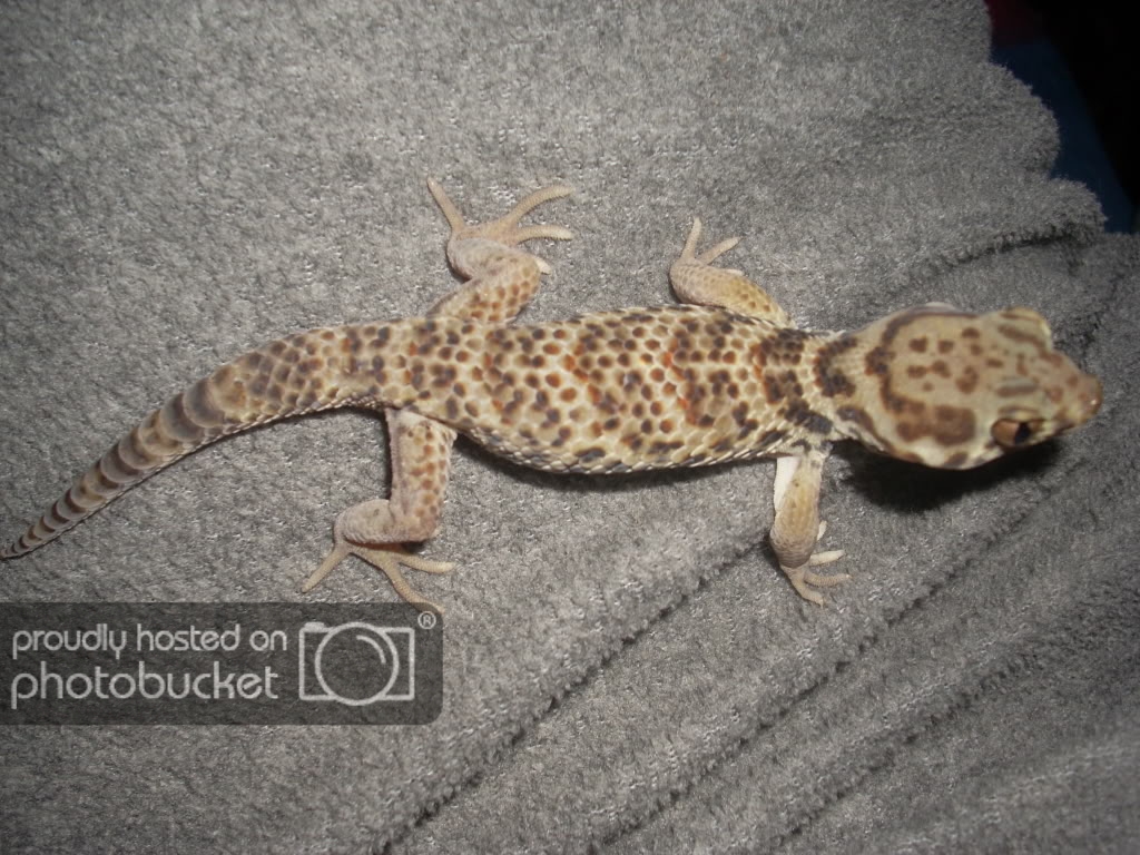 Gecko025.jpg