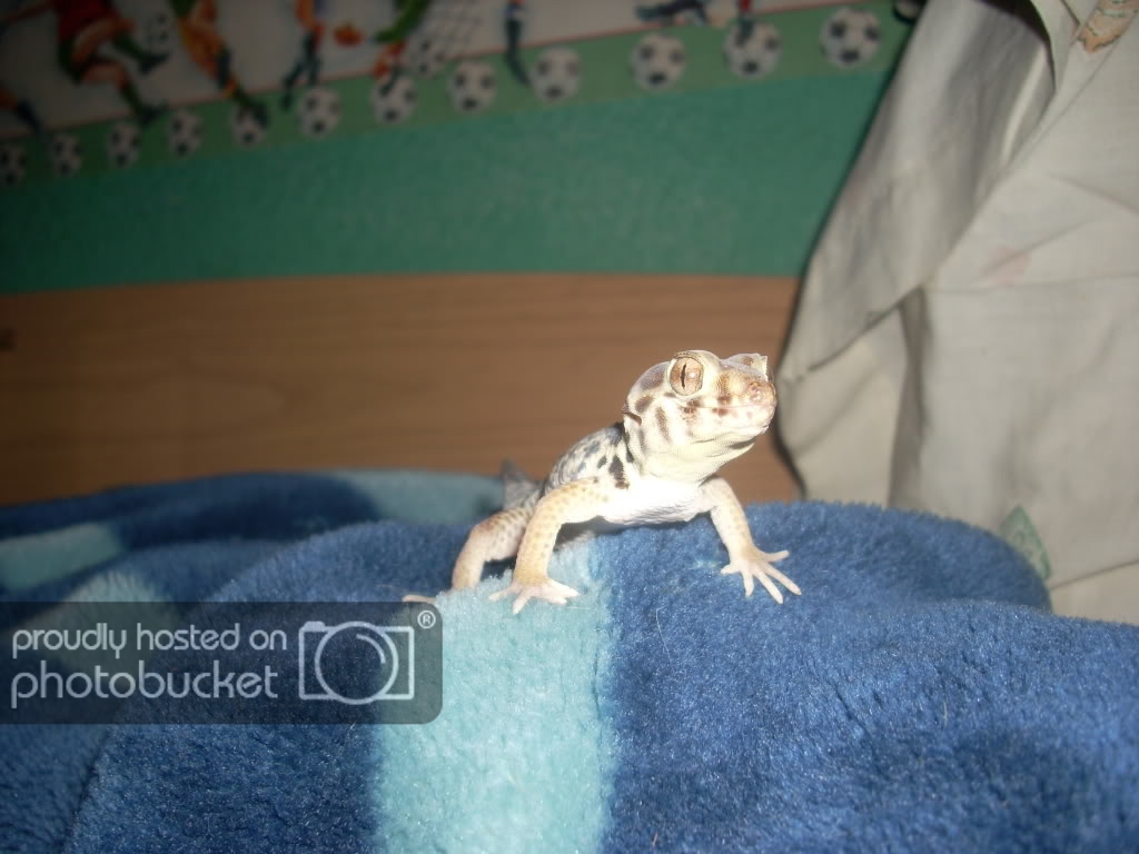 Gecko033.jpg