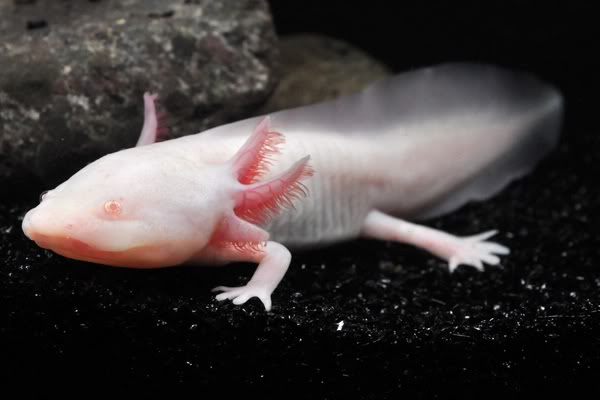 Axolotl_albino_03.jpg