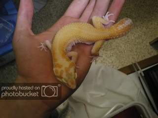 geckos016.jpg