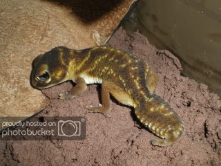 geckos020.jpg