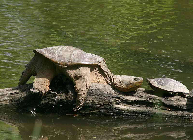snapping_turtle_052604.jpg