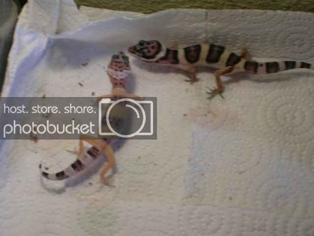 gecko1640x480.jpg