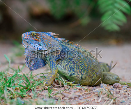 stock-photo-colorful-bluish-green-iguana-in-panama-104679977.jpg