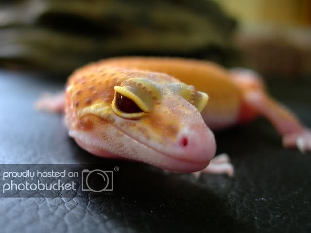 Geckorap-hemb-ruby.jpg