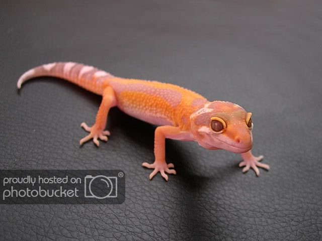 gecko-gomi-1.jpg