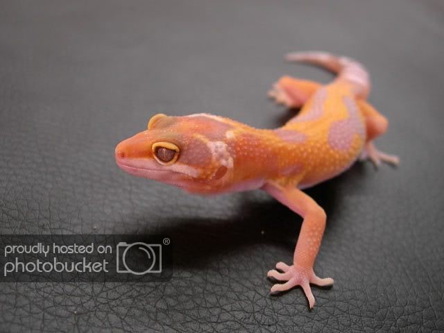 gecko-gomi-2.jpg
