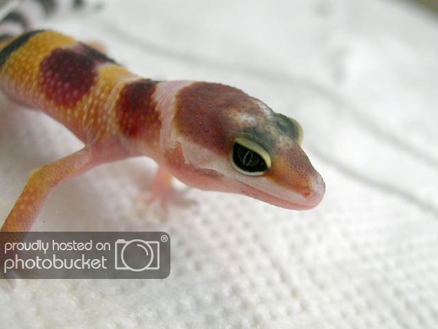 gecko-pek2.jpg