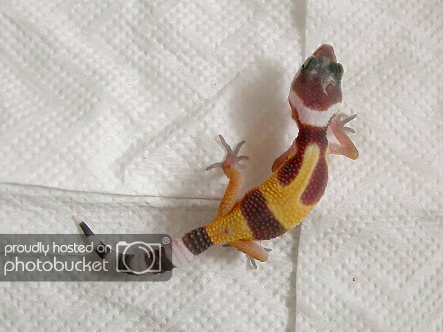 gecko-pek22.jpg