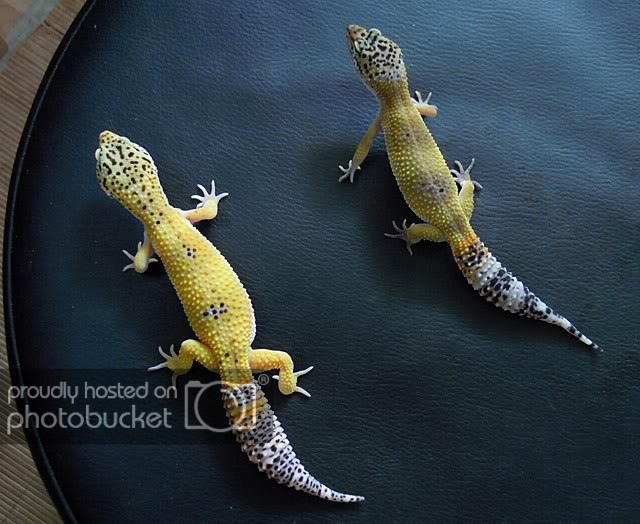 geckooscuros.jpg