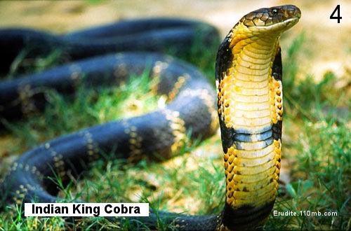 King-Cobra-Ophiophagus-Hannah.jpg