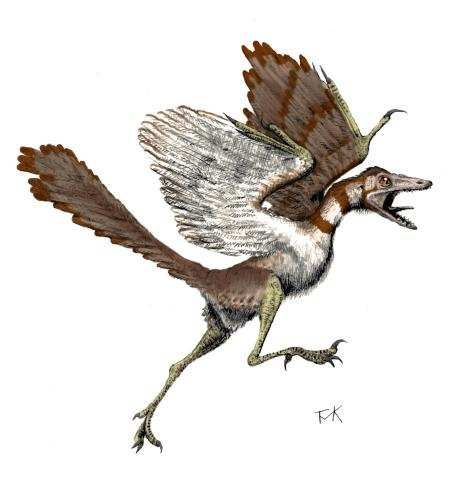 archaeopteryx-tmk.jpg