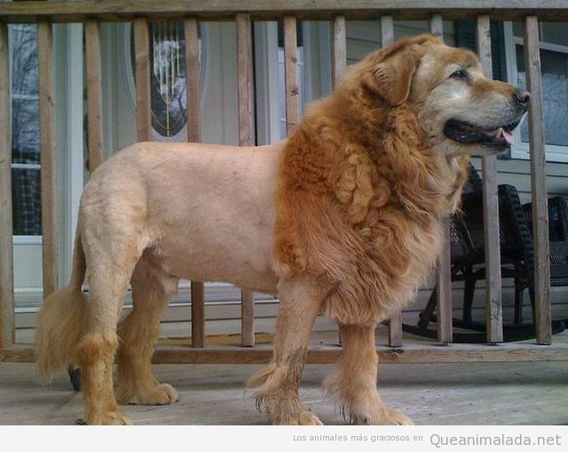 foto-graciosa-perro-corte-pelo-rey-leon.jpg