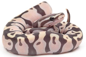 Scaleless-BHB-2.png