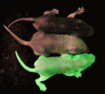 0903_russell_GFP_mouse.jpg
