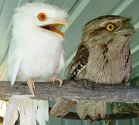 two-tawny-frogmouths-albino.jpg