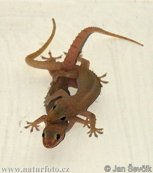 hemidactylus-frenatus--hemidactylus-frenatus-gekon.jpg