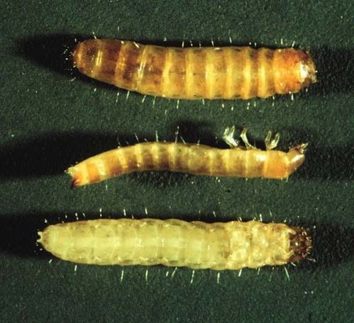 Red-Flour-Beetle-larva.jpg
