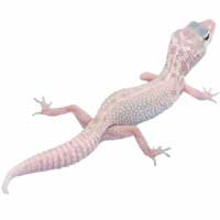 albino-leucistic-leopard-gecko.jpg