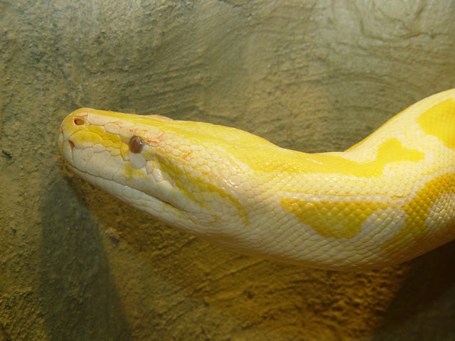 Burmese-Python-Albino-2150.jpg