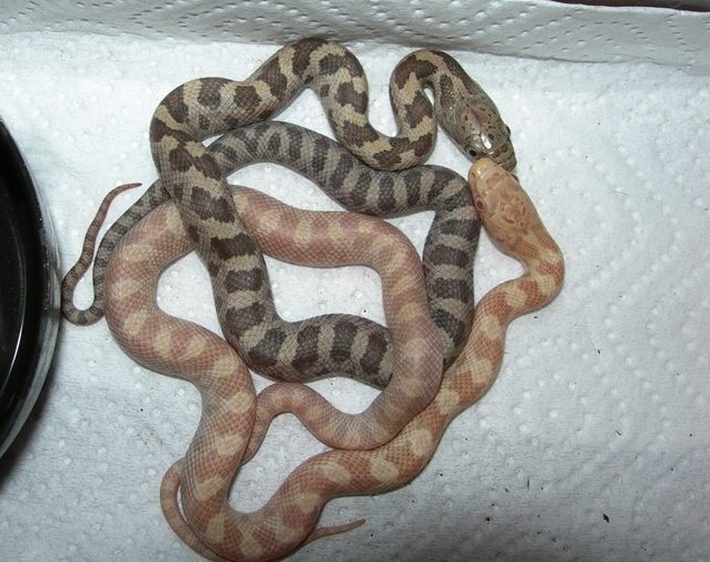 yellow-rat-snake-971344.jpg