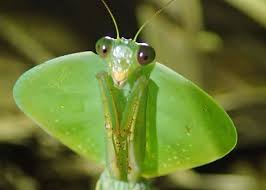 Los fascinantes camuflajes de las mantis - ¡No sabes nada!