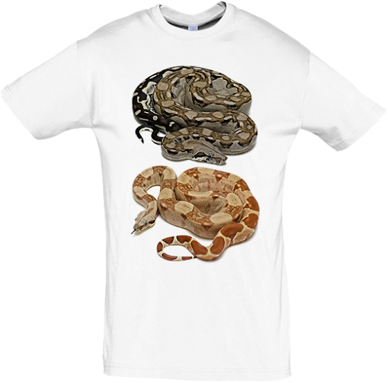 Boa+Constrictor+fases+01+blanca.png